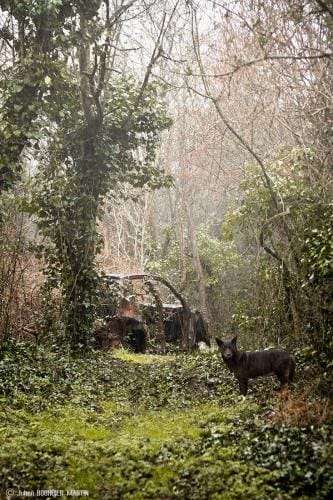 julienbm_le_chien_noir