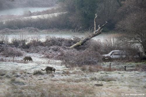 julienbm_l_arbre_penche