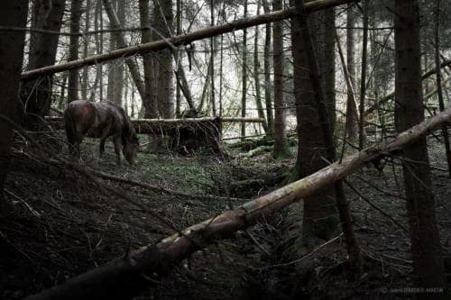 julienbm_la_licorne_noire