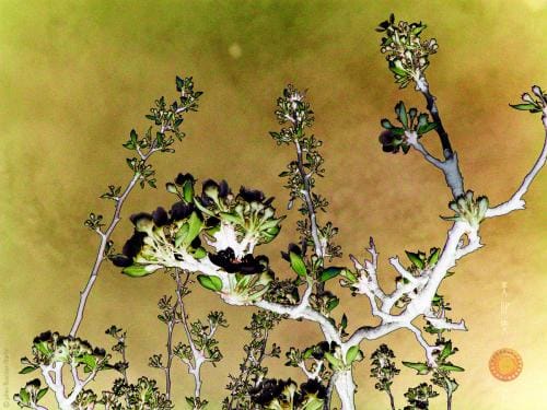 julienbm_sans_titre_arbre_en_fleur